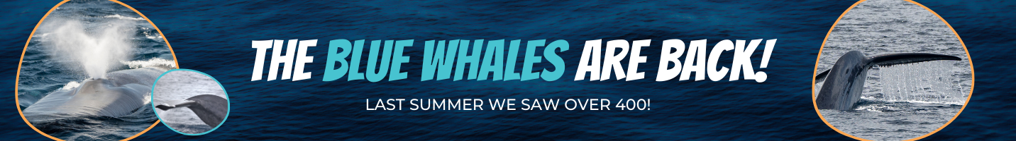 SDWW Banner | San Diego Whale Watch 1