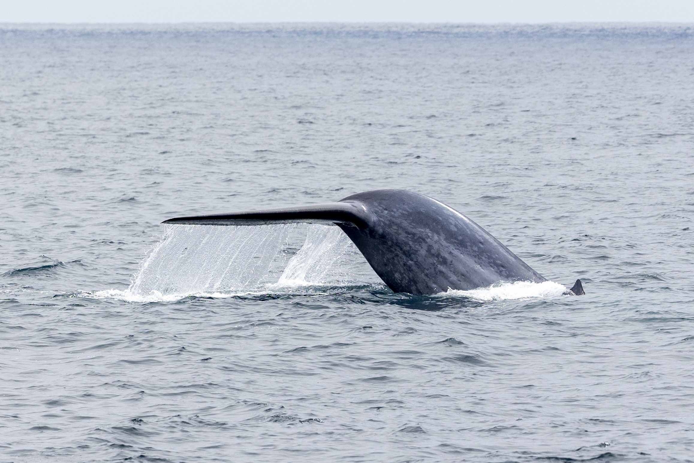 Blue Whale Watching Season