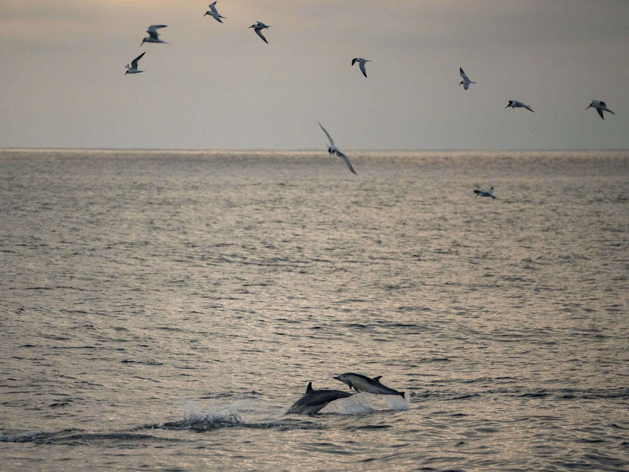 Whale Watching vs. Dolphin Watching