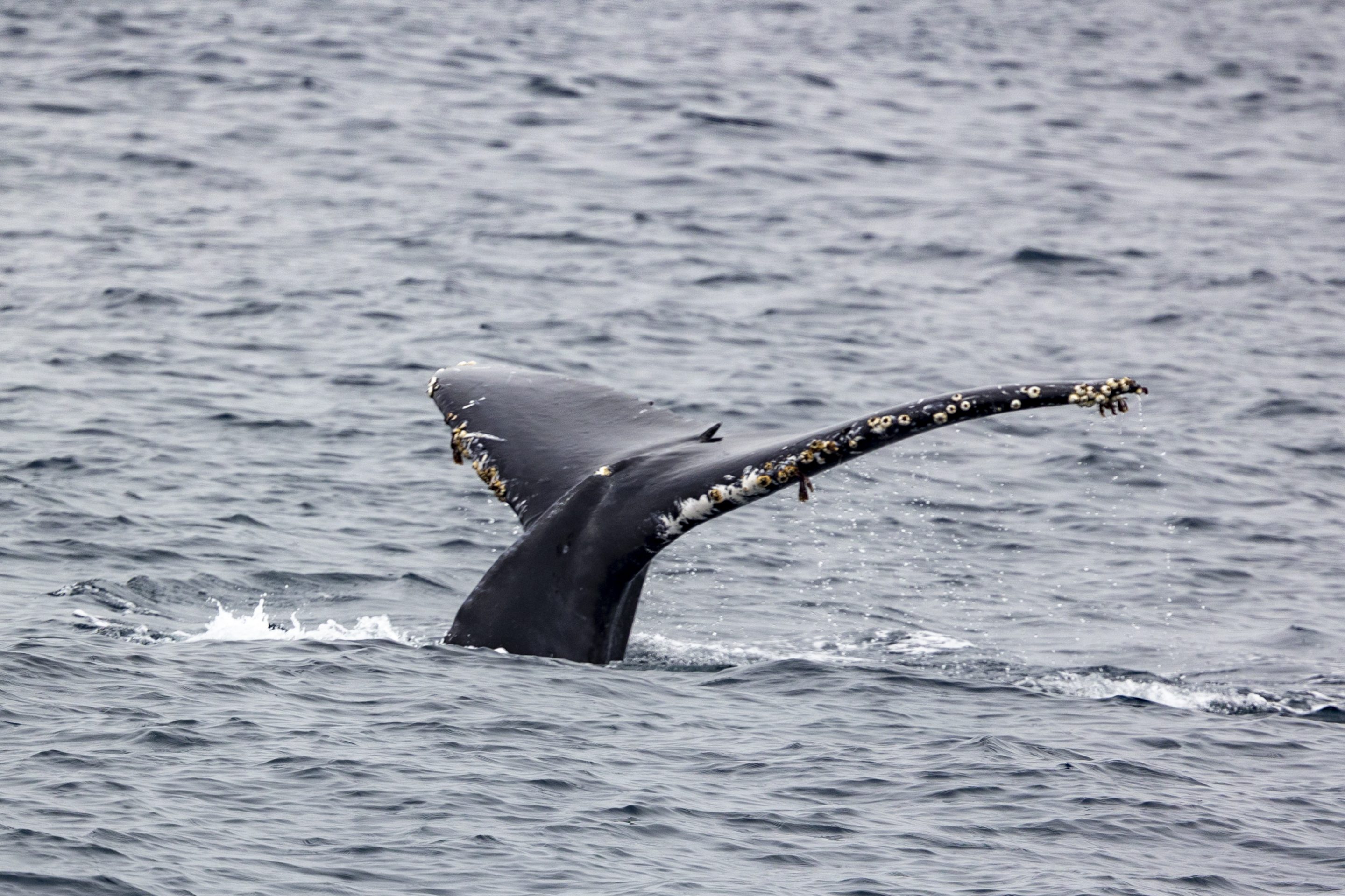 Recent Whale Sightings - Whale Watching Season San Diego