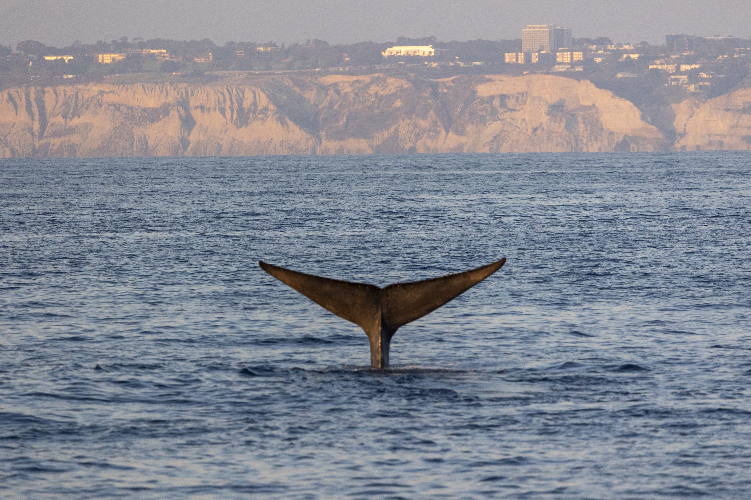 Recent Whale Sightings - Whale Watching Season San Diego