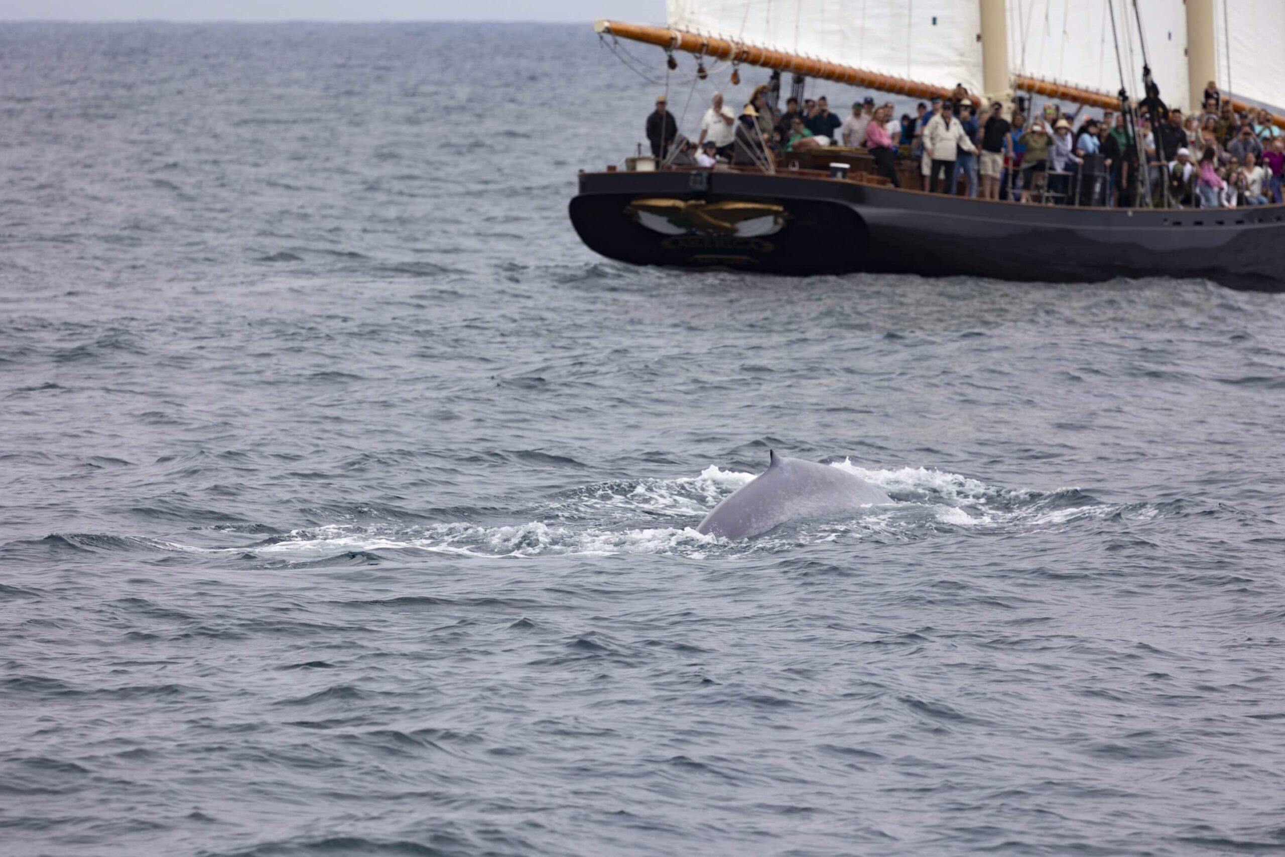 Family Friendly Whale Watching Tour