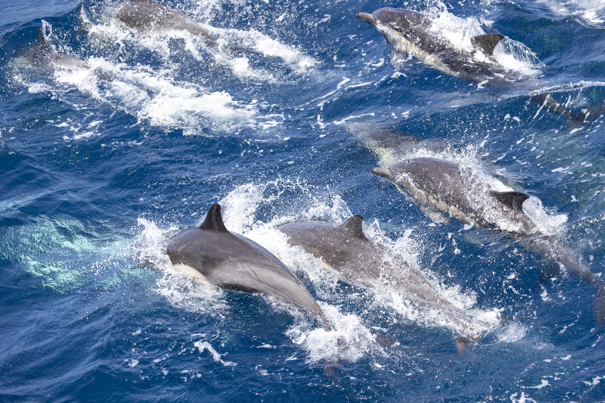 latest orca sightings