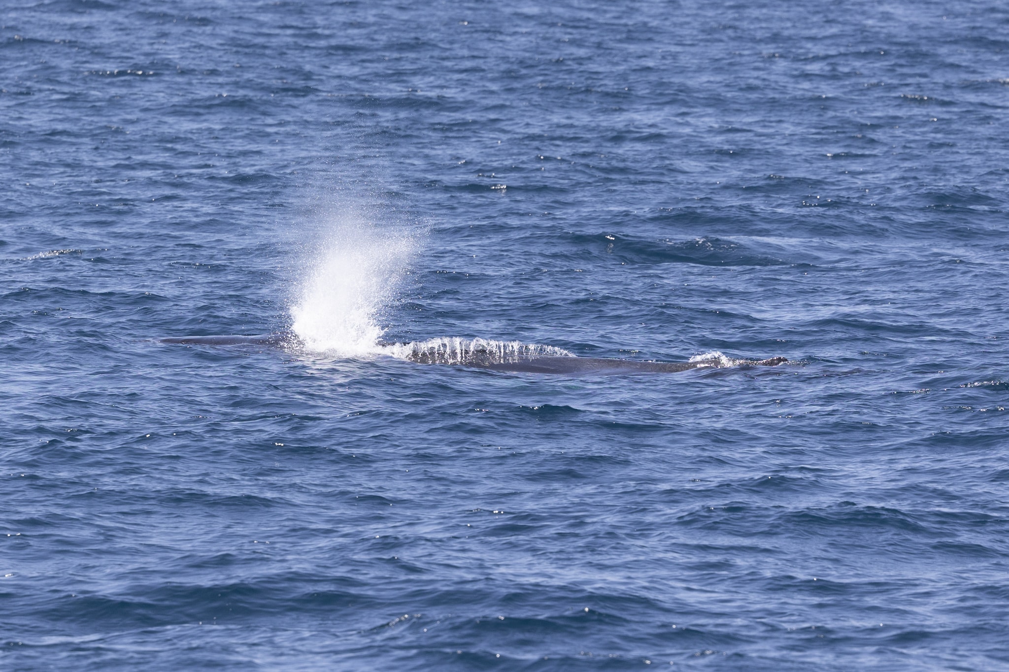 Best Whale Watching Tours in San Diego