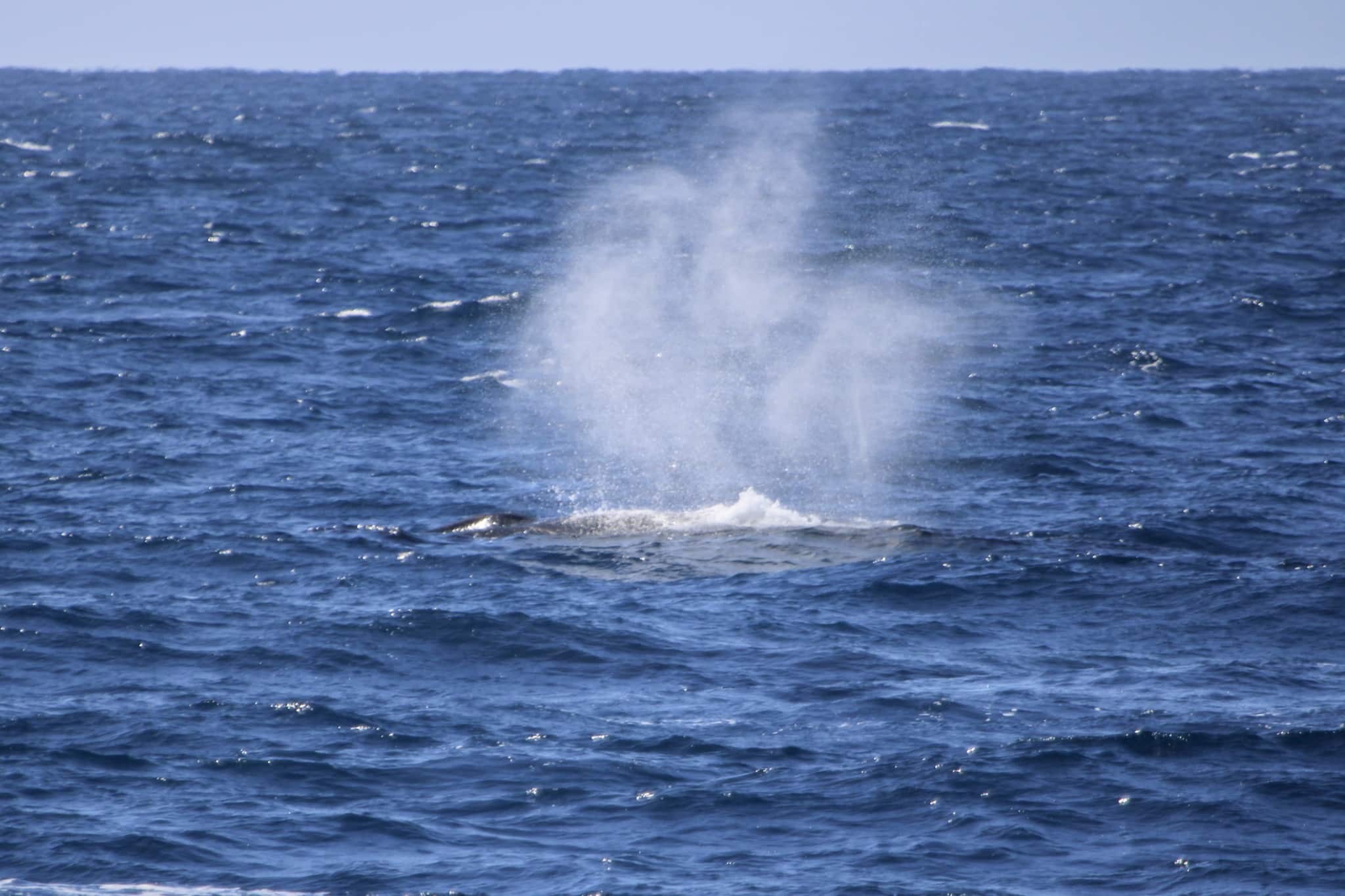recent whale sightings