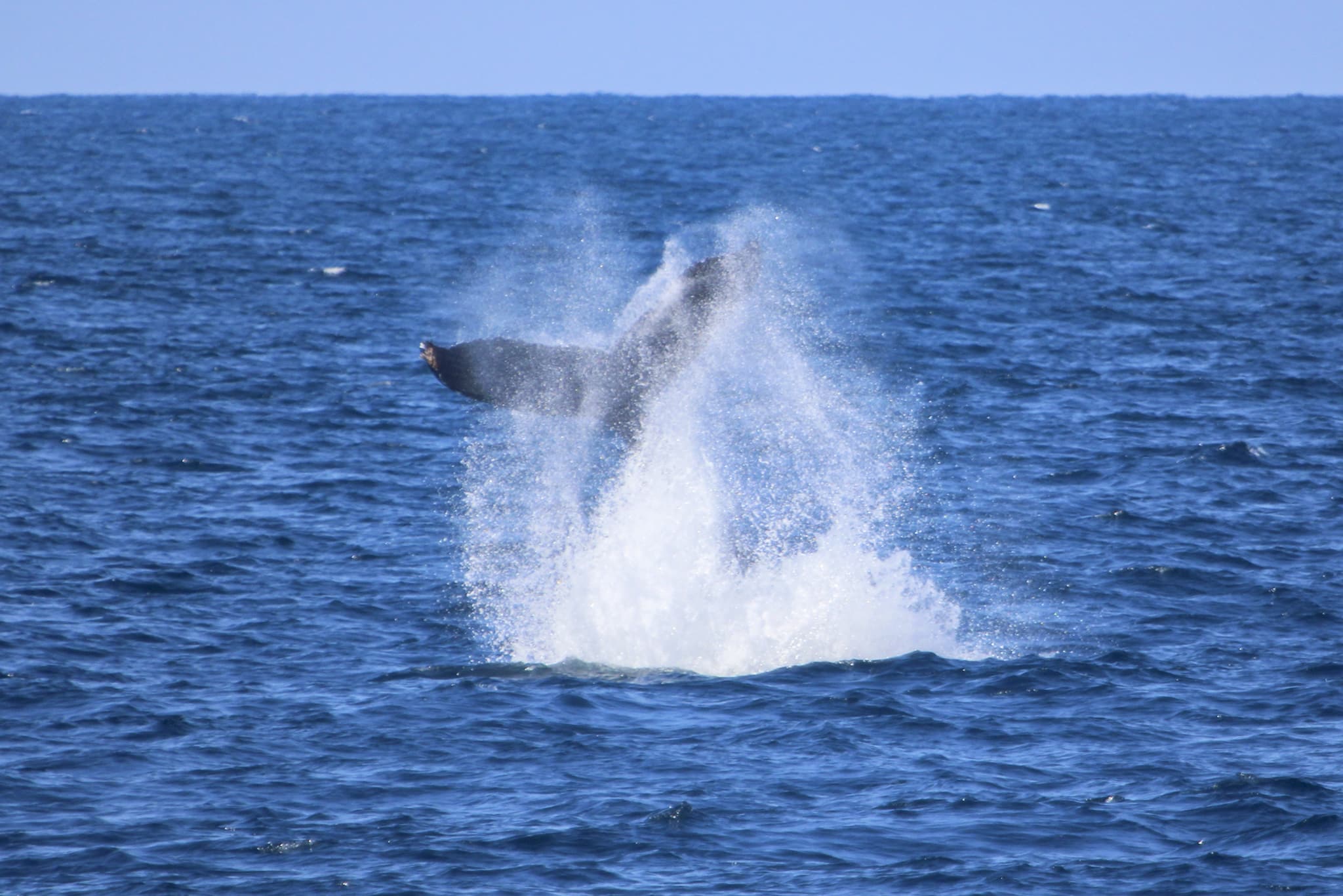 What Makes Whale Watching in San Diego Unique? A Seasonal Overview