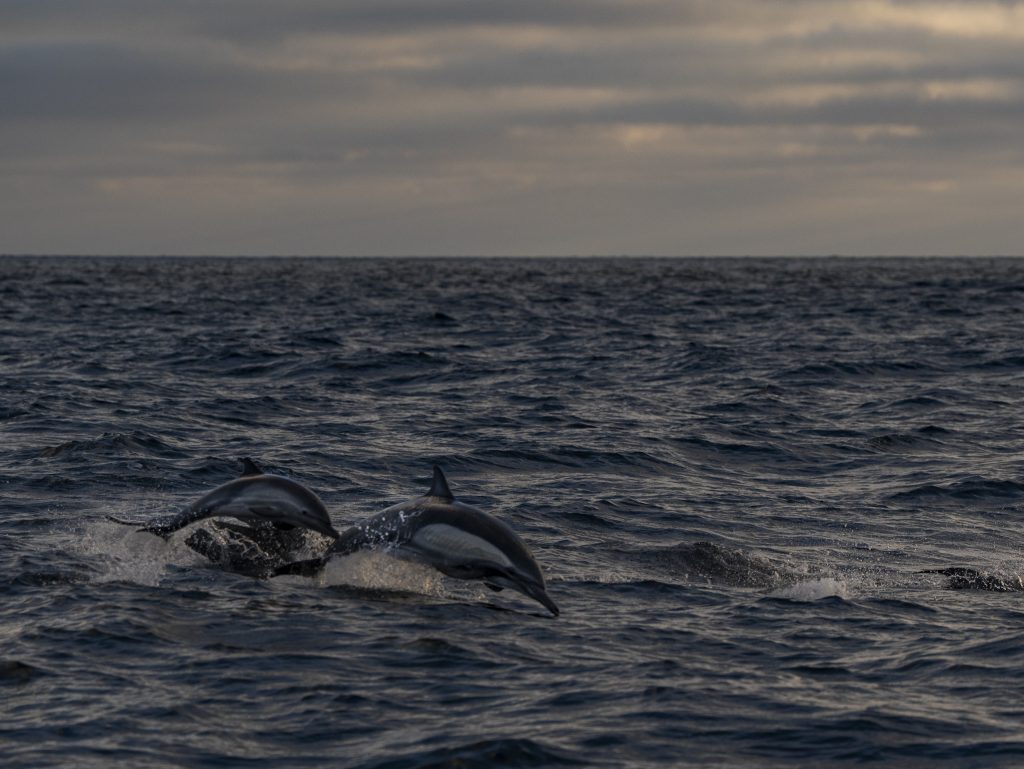 September 29, 2024 September 29th, 2024 San Diego Whale Watch