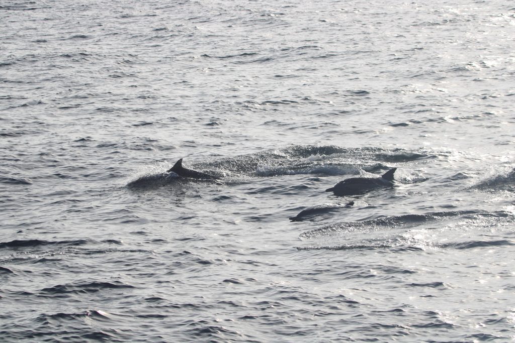 October 1, 2024 October 1st, 2024 San Diego Whale Watch