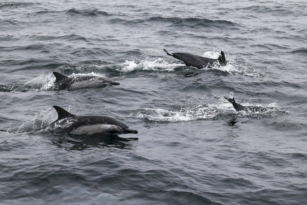 20241008 217A4581 | San Diego Whale Watch 3