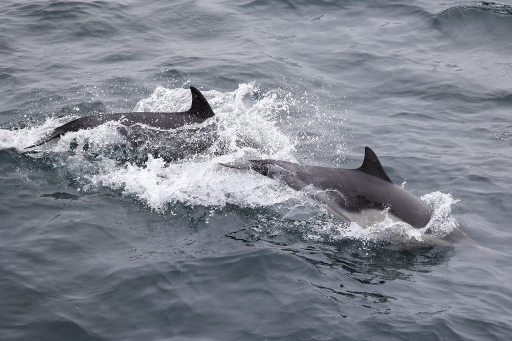 20241008 217A4598 | San Diego Whale Watch 5