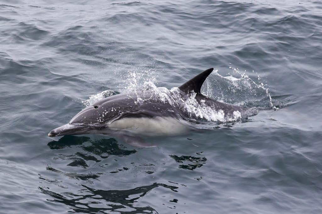 20241008 217A4634 | San Diego Whale Watch 1