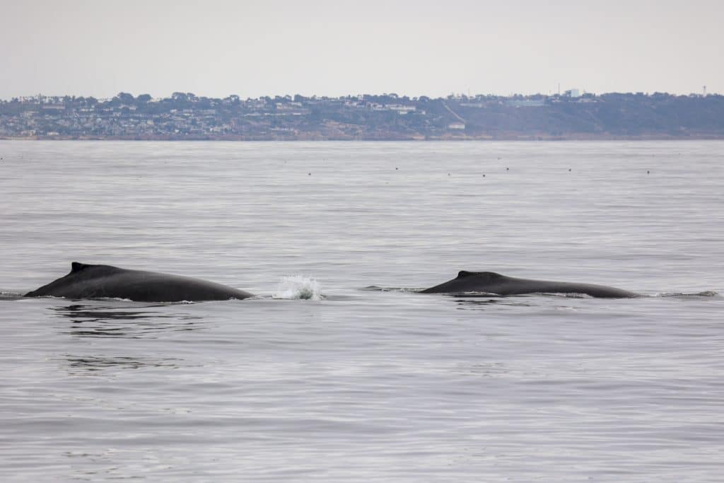 20241015 217A8304 | San Diego Whale Watch 9