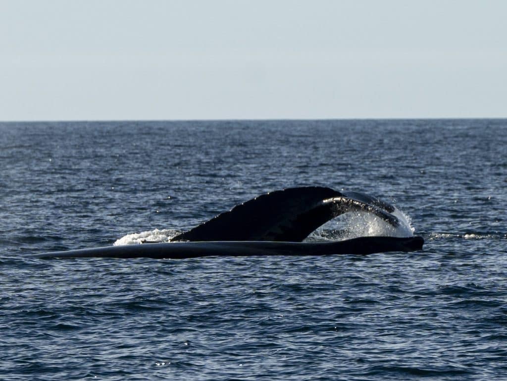 20241021 DSC5738 | San Diego Whale Watch 3