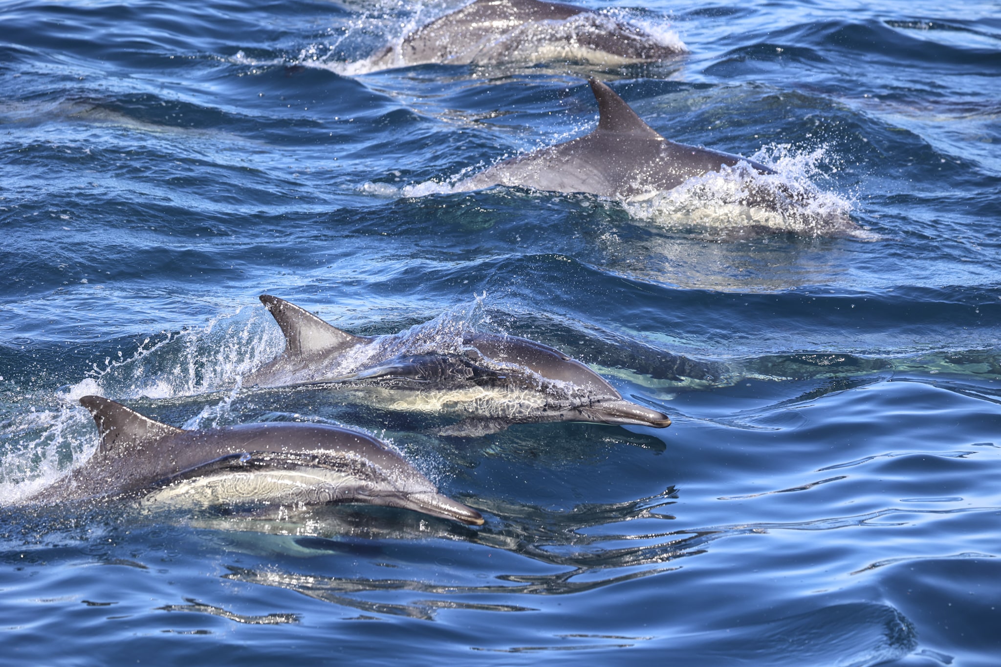 A Guide to Dolphin Tour in San Diego: What You'll See