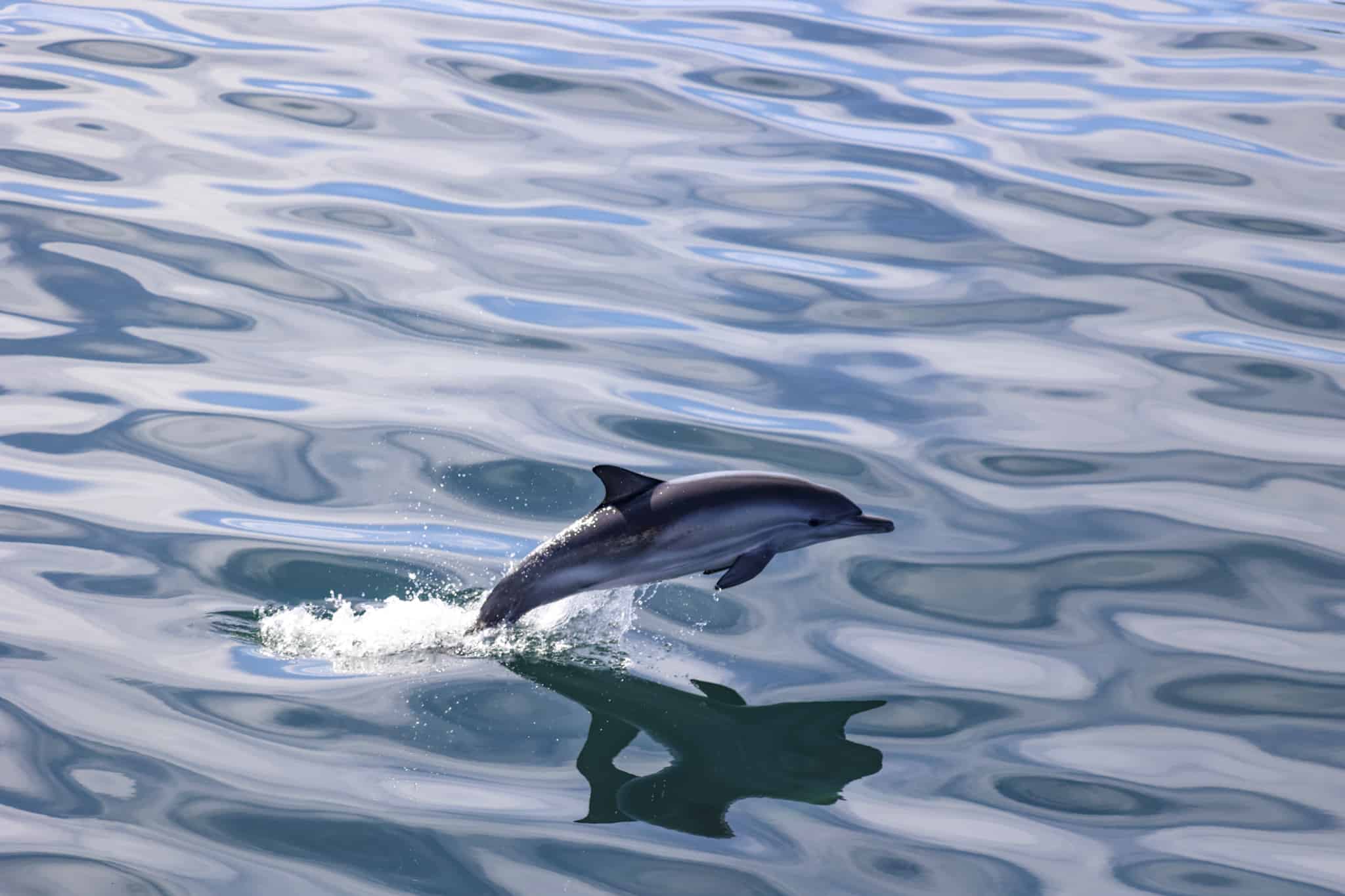 How Dolphin Watching Supports Marine Conservation in San Diego