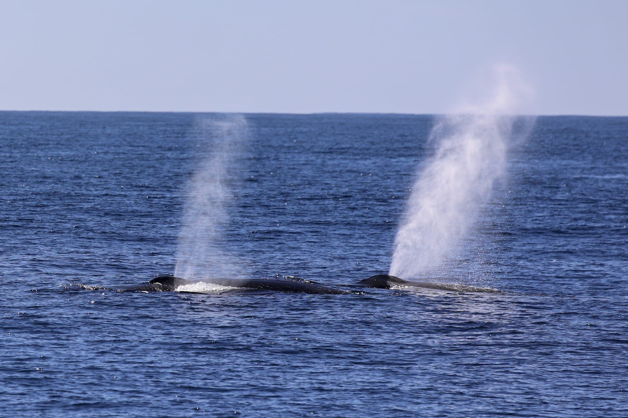 what to expect during a whale watching cruise in San Diego.