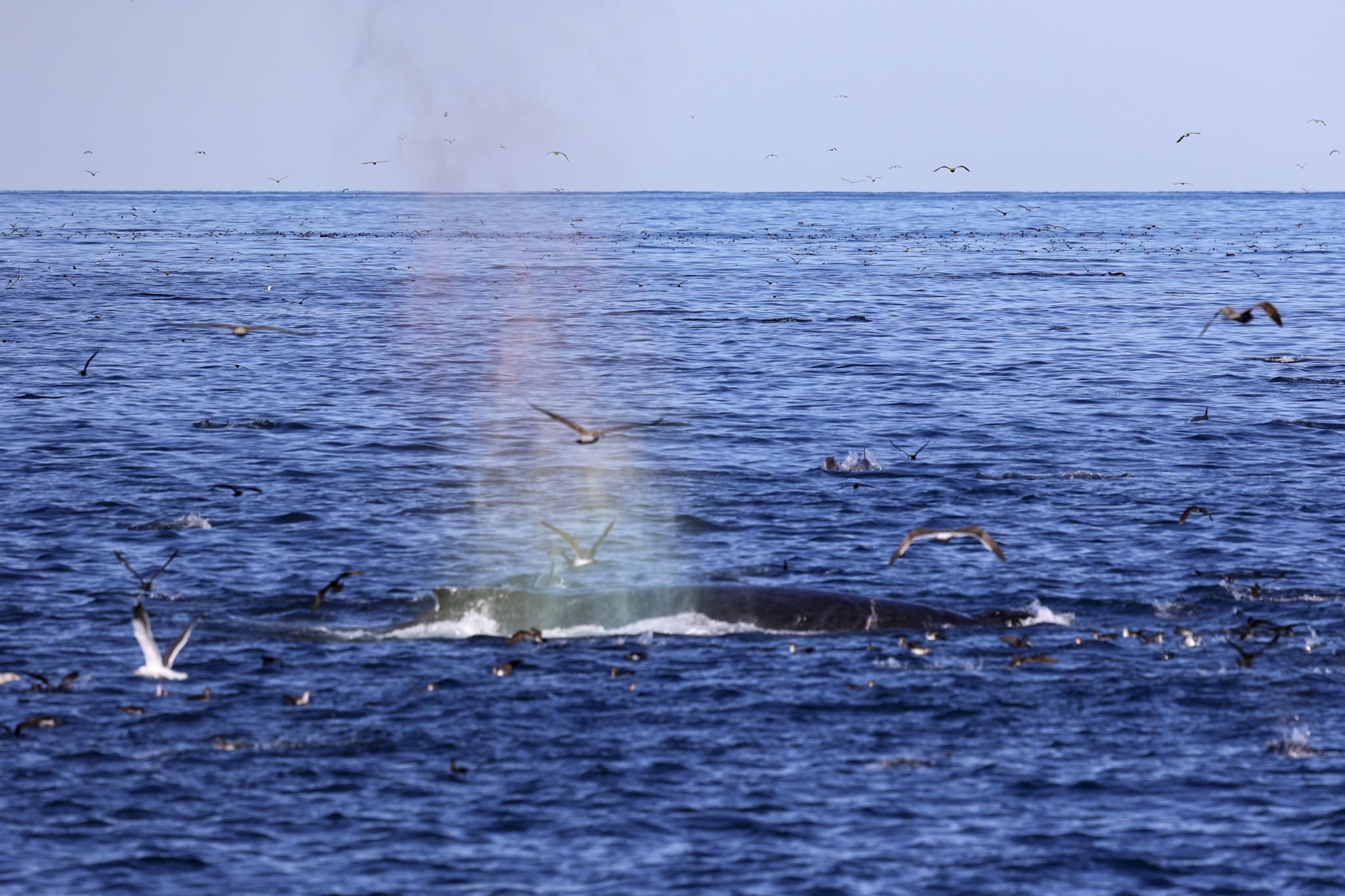 recent whale sightings