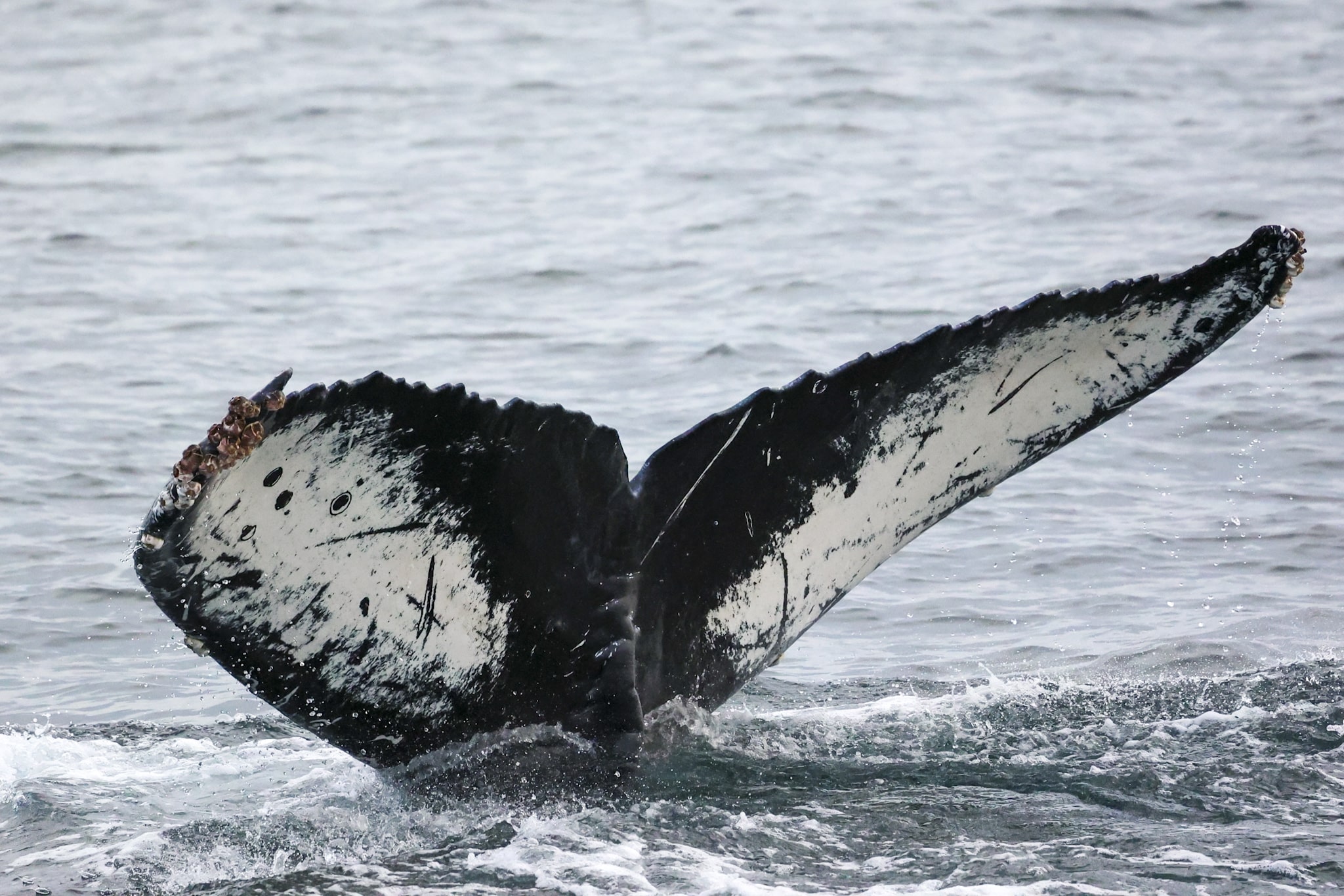 Whale Watching Tours in San Diego: What Makes Them Special