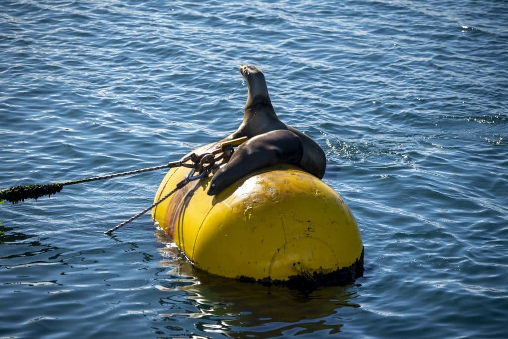 20241128 DSC0456 | San Diego Whale Watch 14