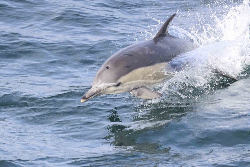 20241206 217A1291 | San Diego Whale Watch 1