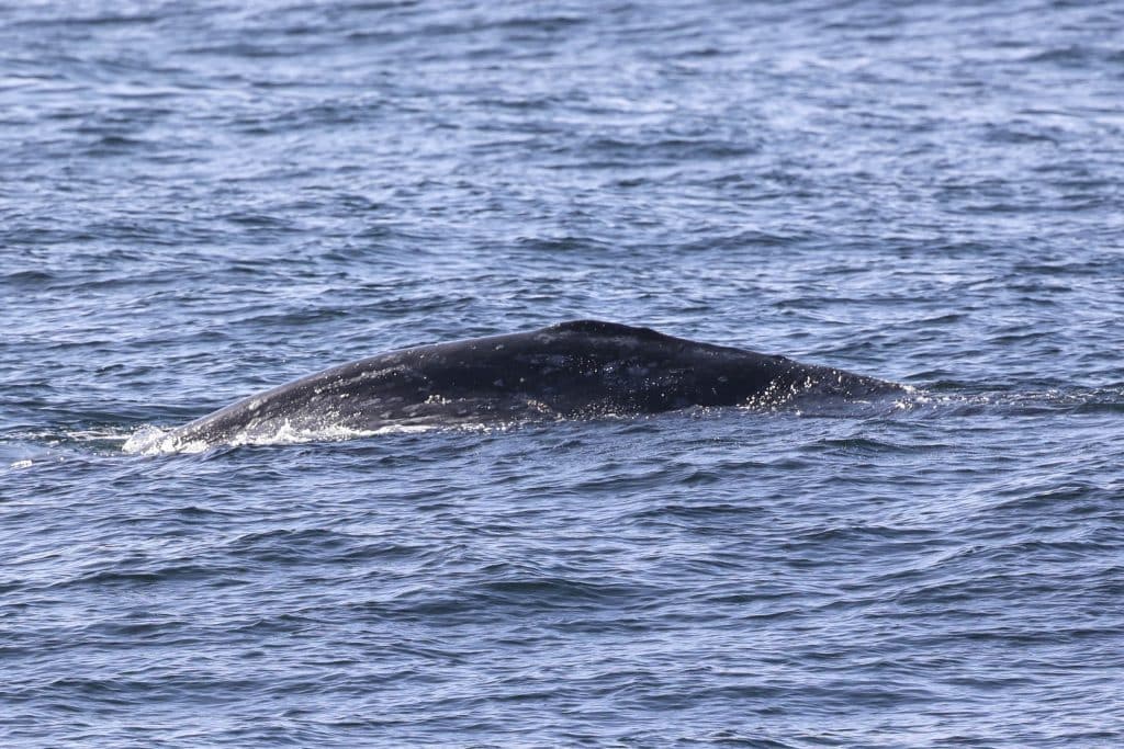 20241213 217A4120 | San Diego Whale Watch 19