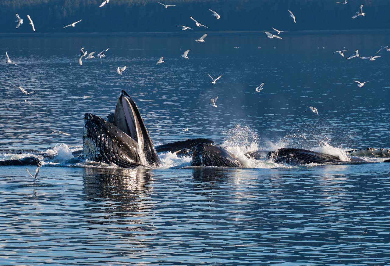 Whale Watching Seasons