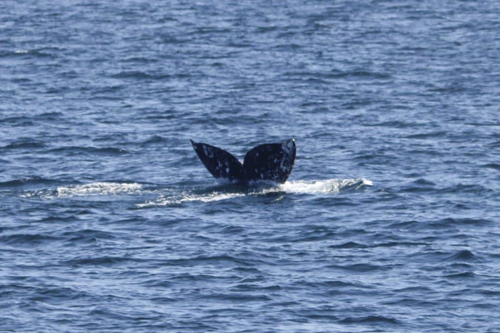 20250119 IMG 6719 | San Diego Whale Watch 11
