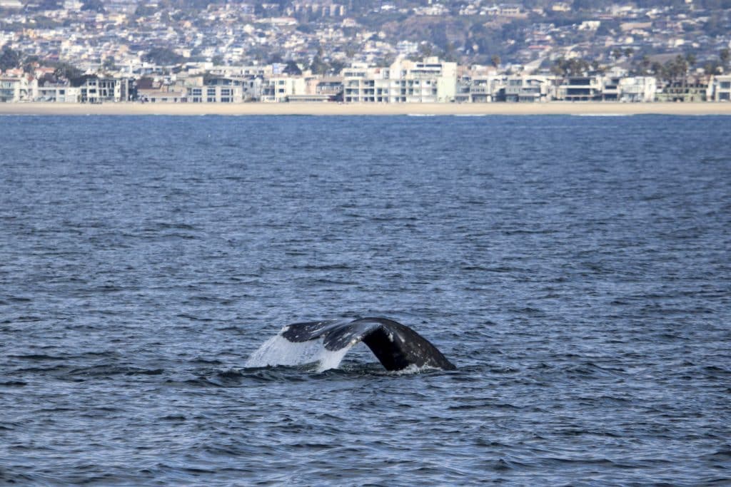20250128 IMG 9901 | San Diego Whale Watch 7