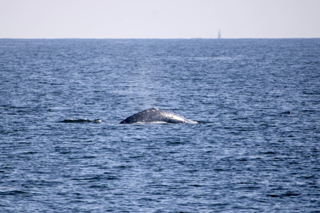 20250128 IMG 9996 | San Diego Whale Watch 5