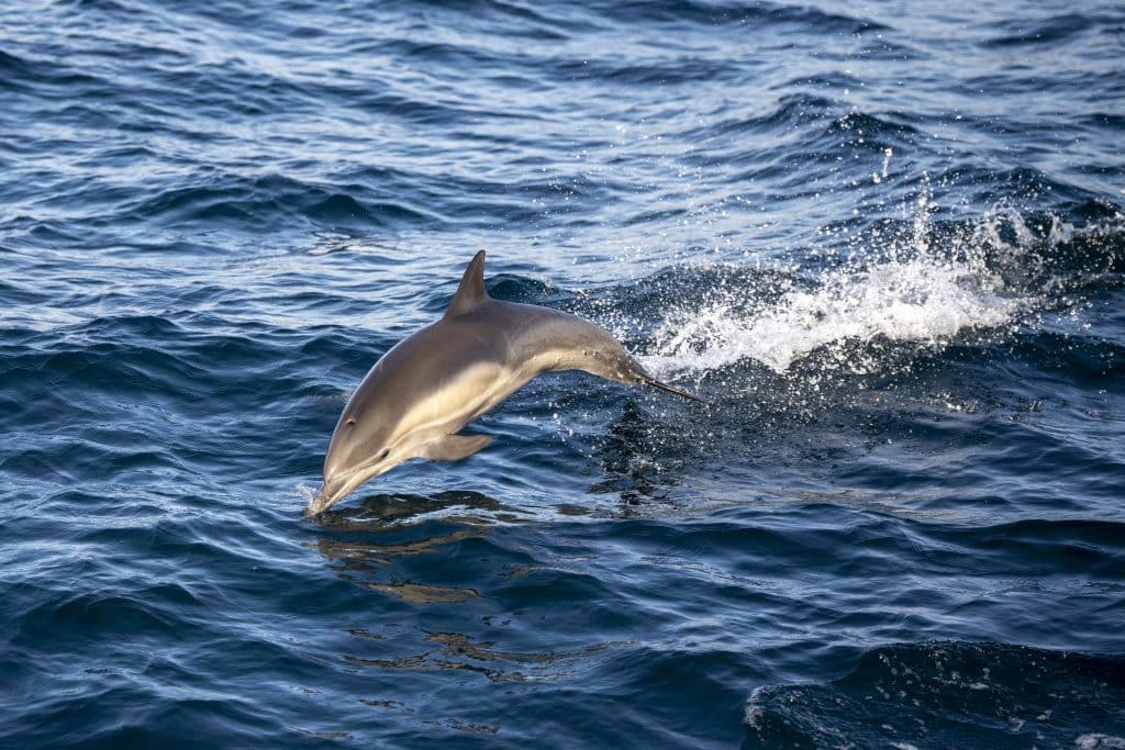 20250128 DSC6585 | San Diego Whale Watch 3