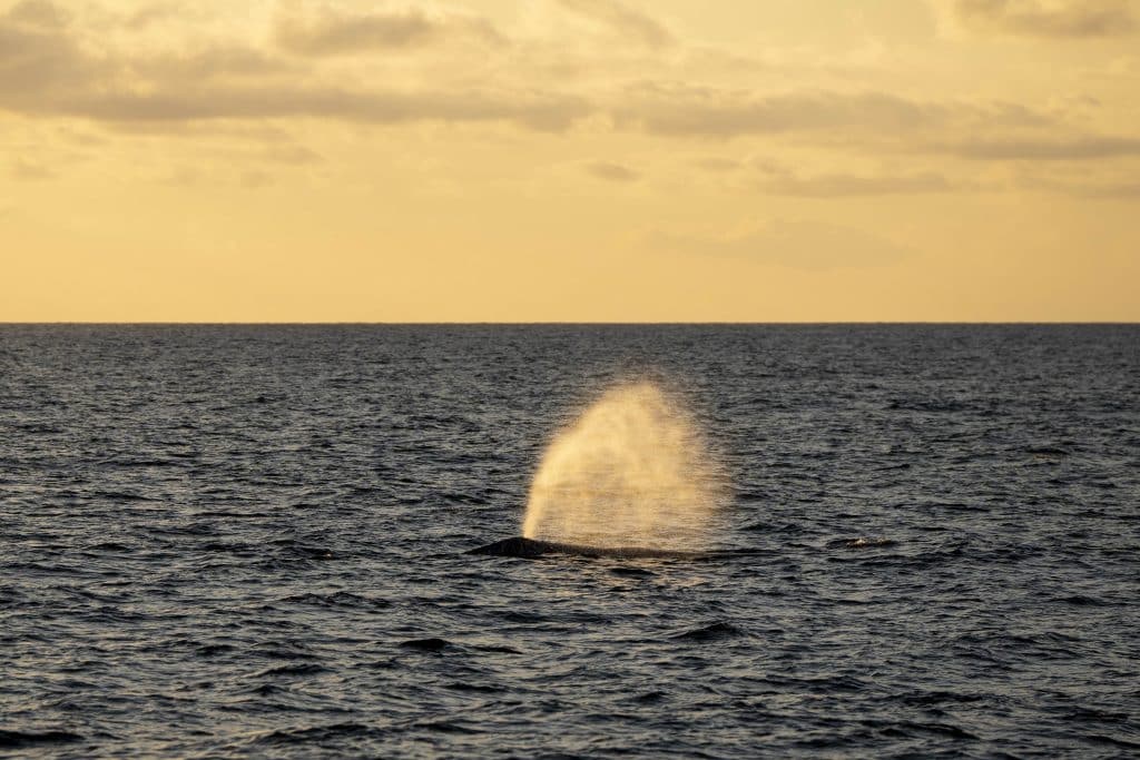 20250128 DSC6670 | San Diego Whale Watch 1