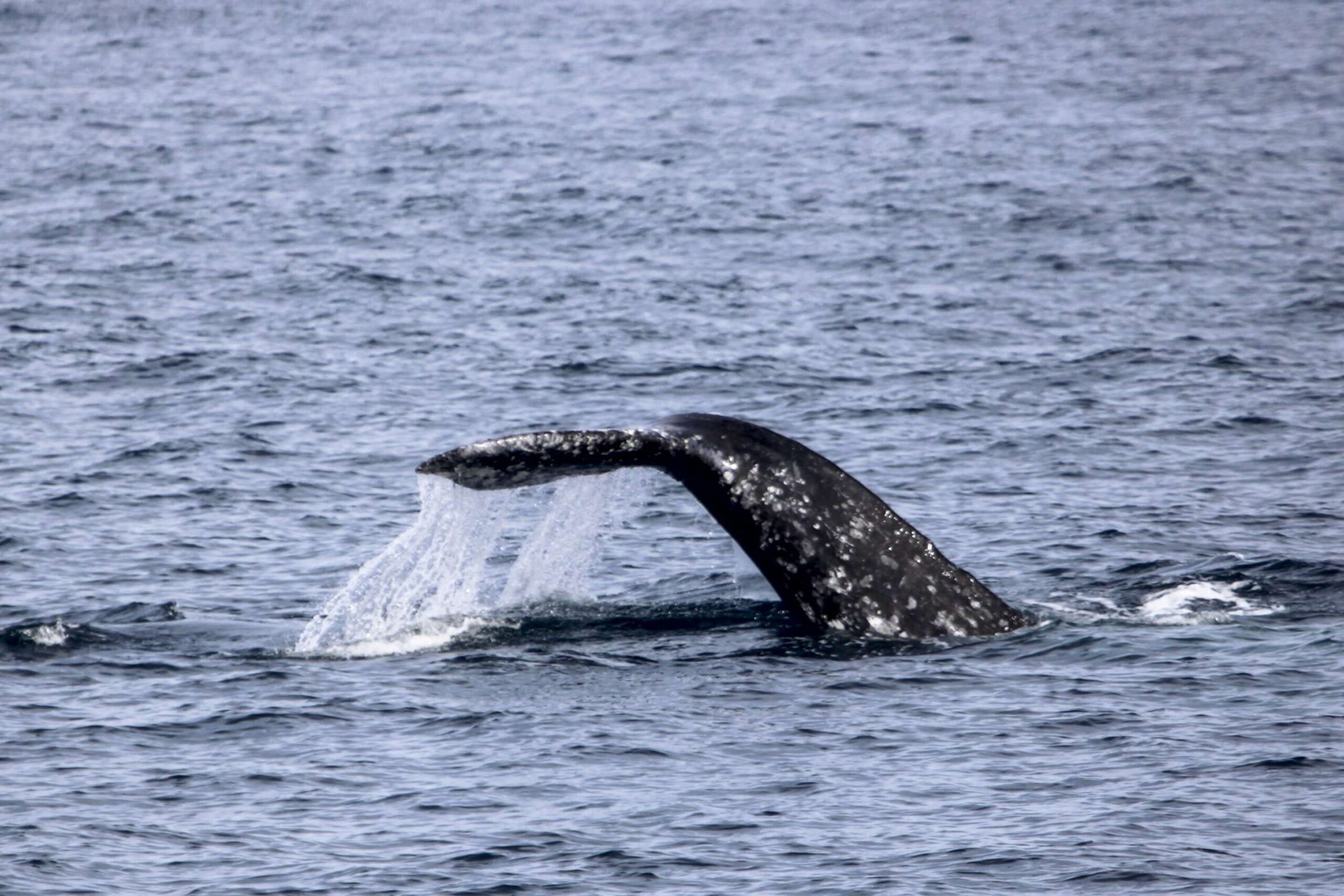 Gray whale tail above the ocean during San Diego whale watching season.