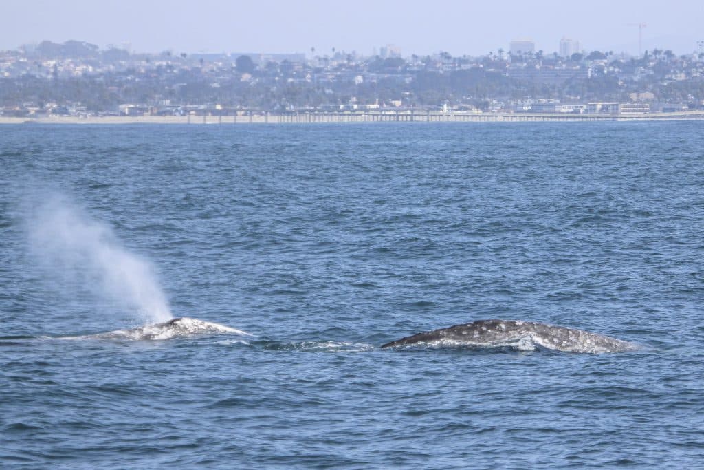 20250218 IMG 2728 | San Diego Whale Watch 3