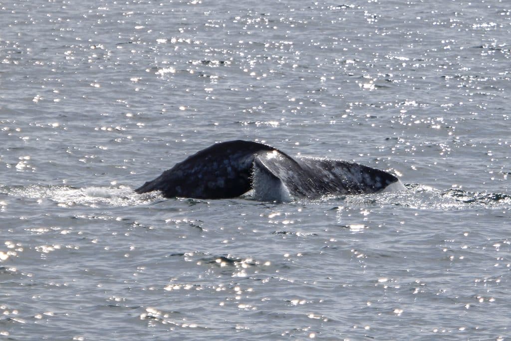 20250218 IMG 2747 | San Diego Whale Watch 5