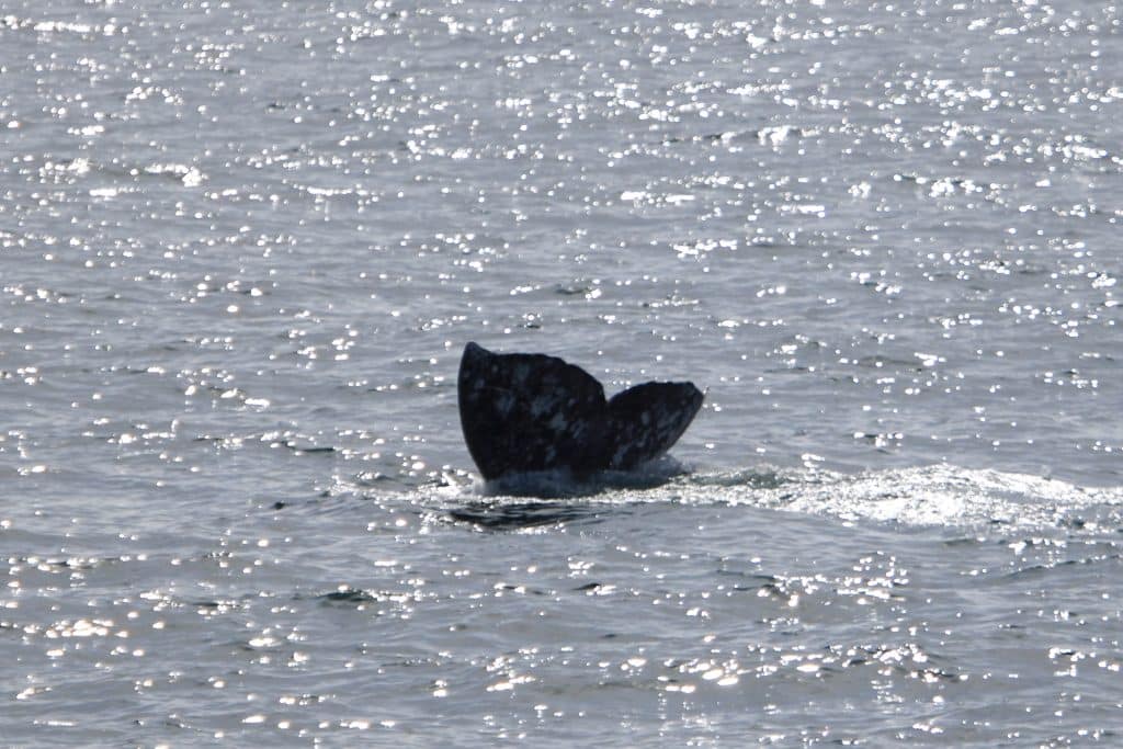 20250218 IMG 2751 | San Diego Whale Watch 7