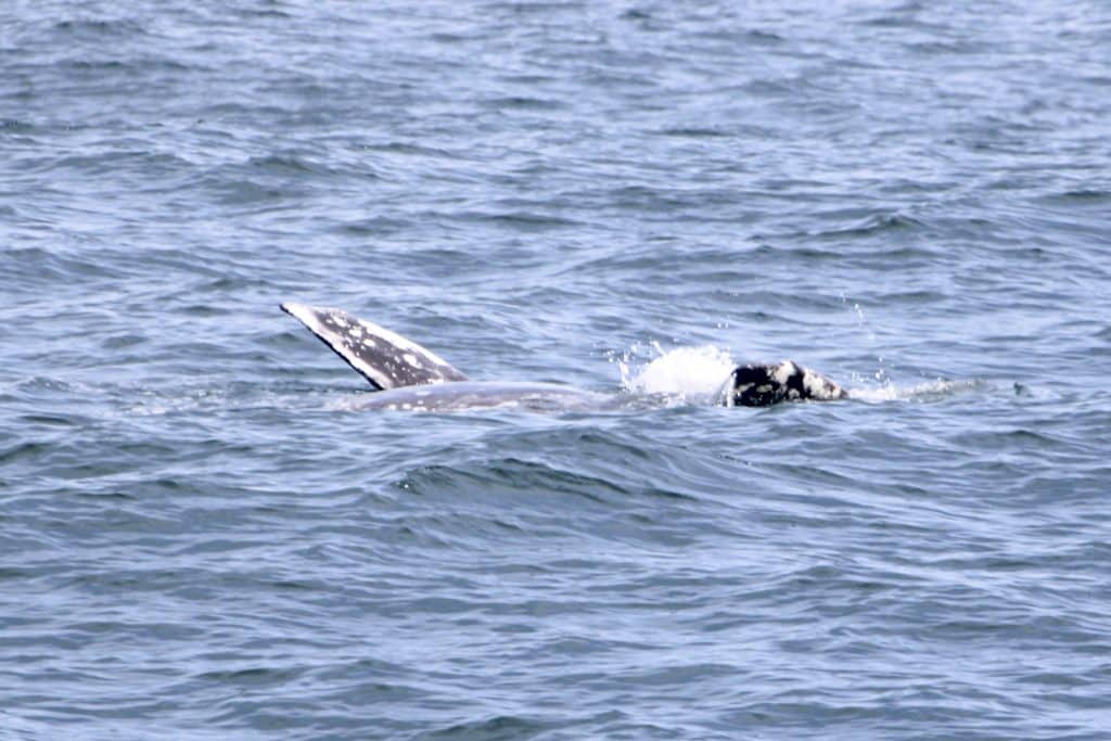 20250218 IMG 2815 | San Diego Whale Watch 9