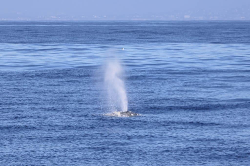 20250220 IMG 3030 | San Diego Whale Watch 7