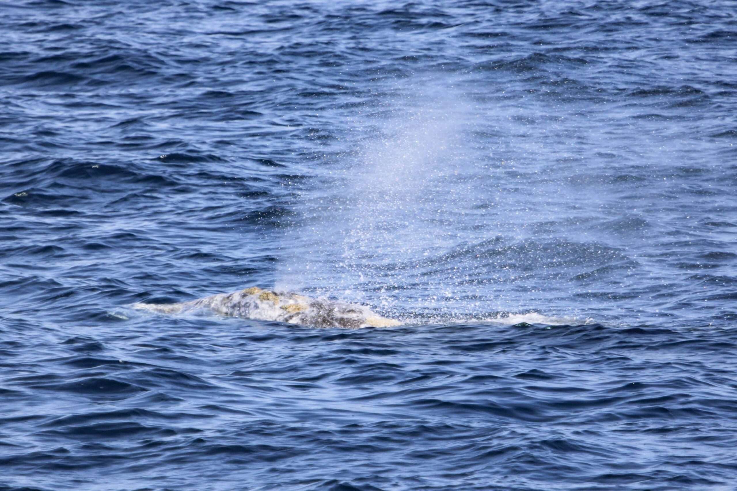 A whale surfaces and exhales a misty spout of water during a whale and dolphin watching tour in San Diego.