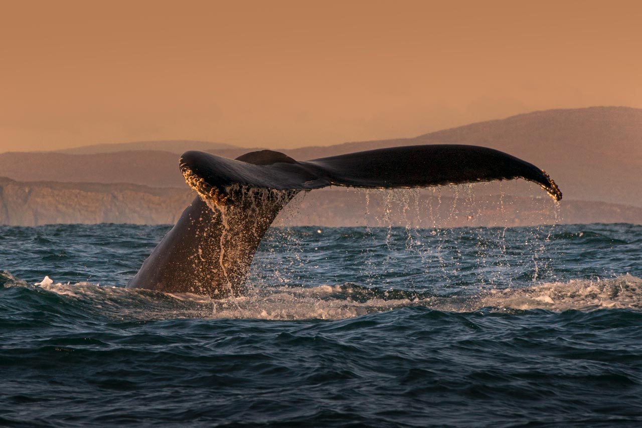 A majestic whale tail emerges from the ocean during the best whale watching in San Diego, offering an unforgettable marine experience.