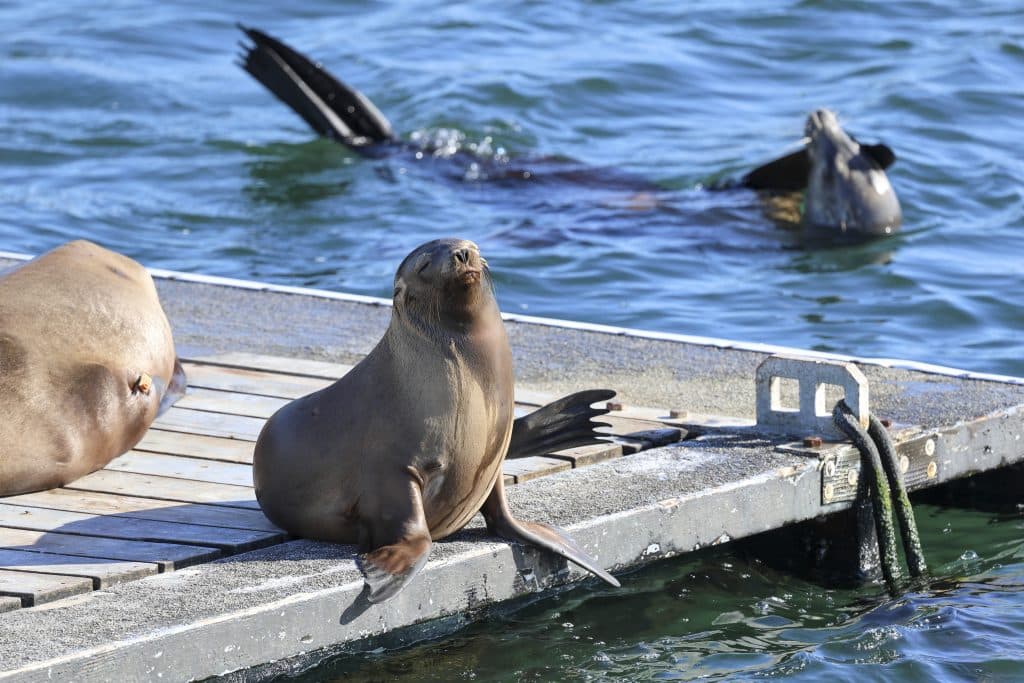20260315 0K2A2803 | San Diego Whale Watch 25