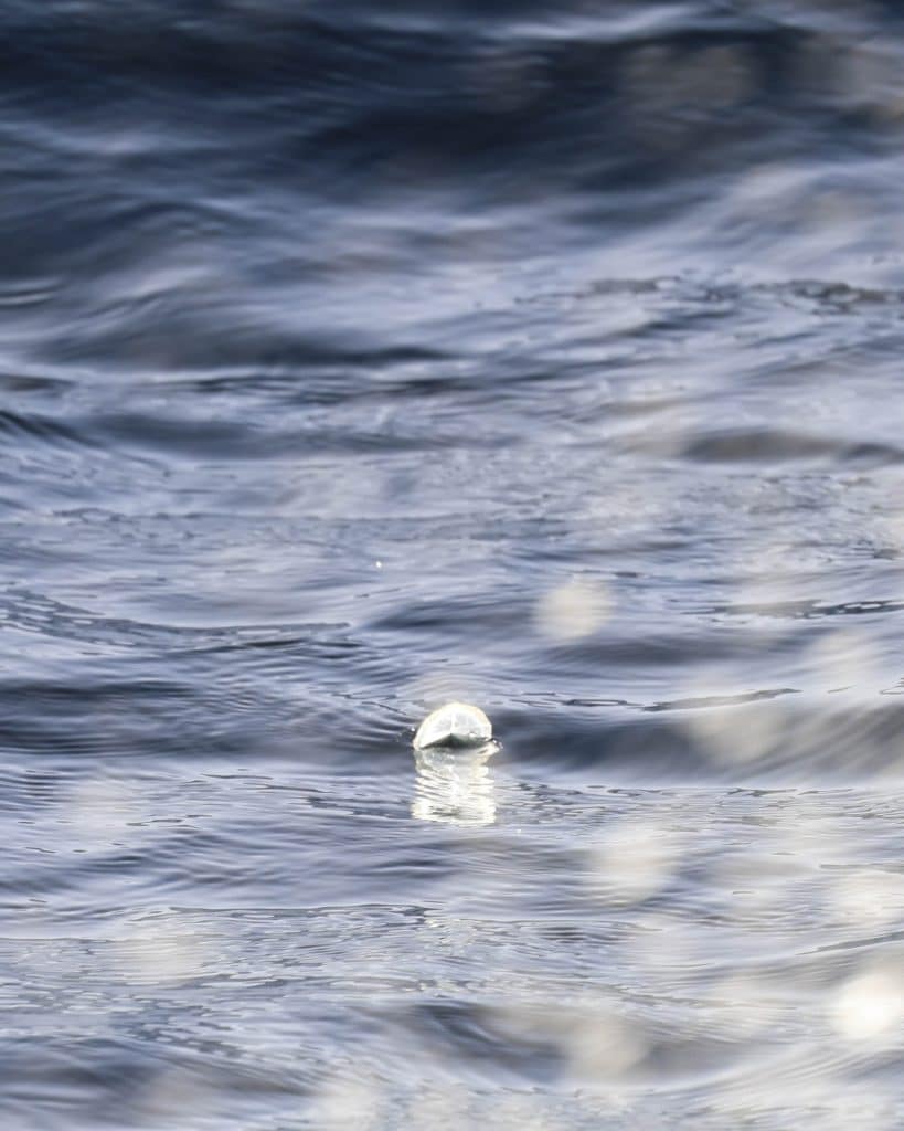 20260315 0K2A2851 | San Diego Whale Watch 23