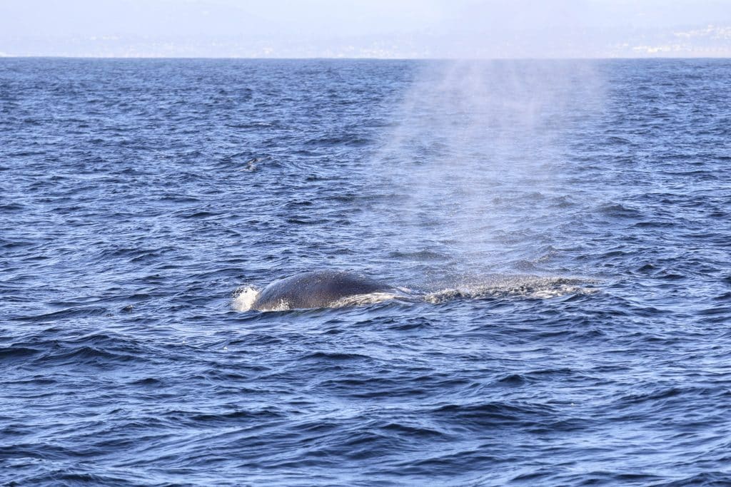 20260315 0K2A2982 | San Diego Whale Watch 19
