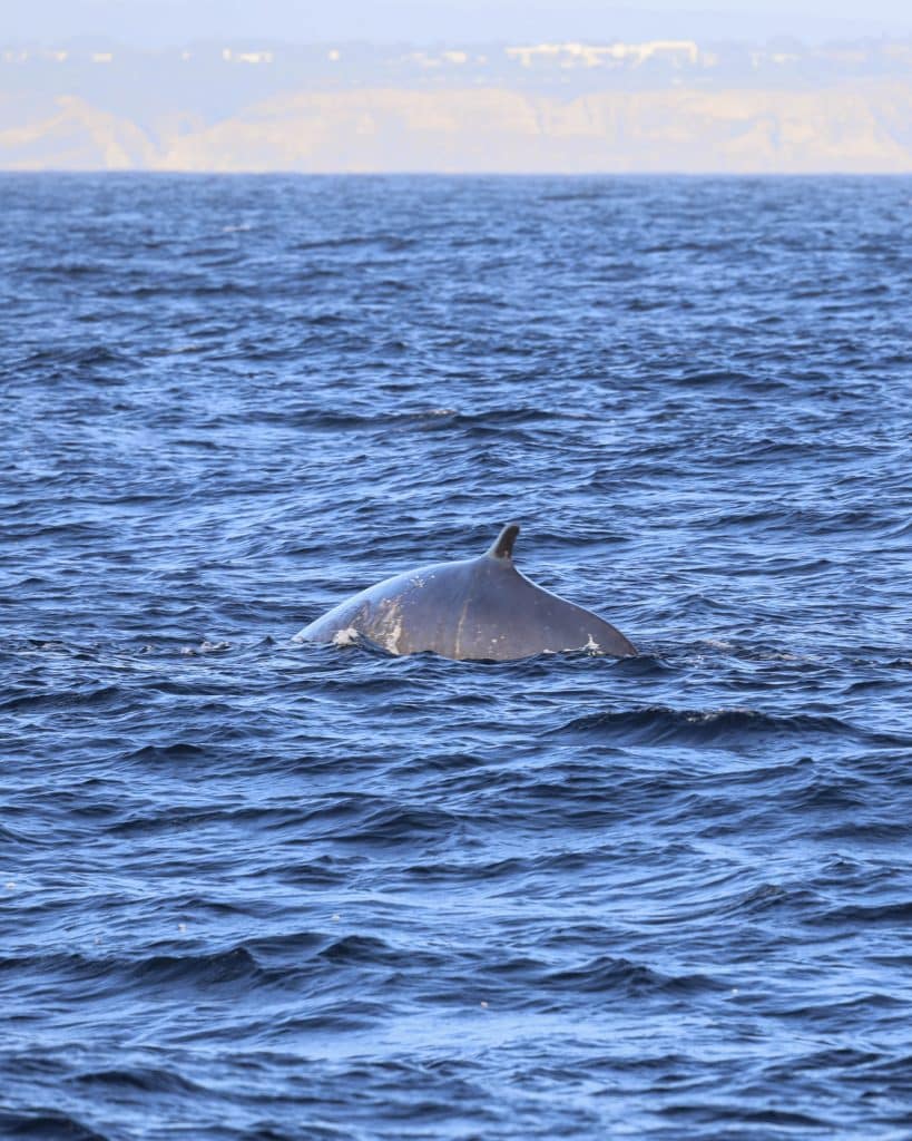 20260315 0K2A3014 | San Diego Whale Watch 21