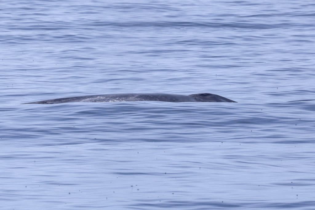 20260315 0K2A3199 | San Diego Whale Watch 1
