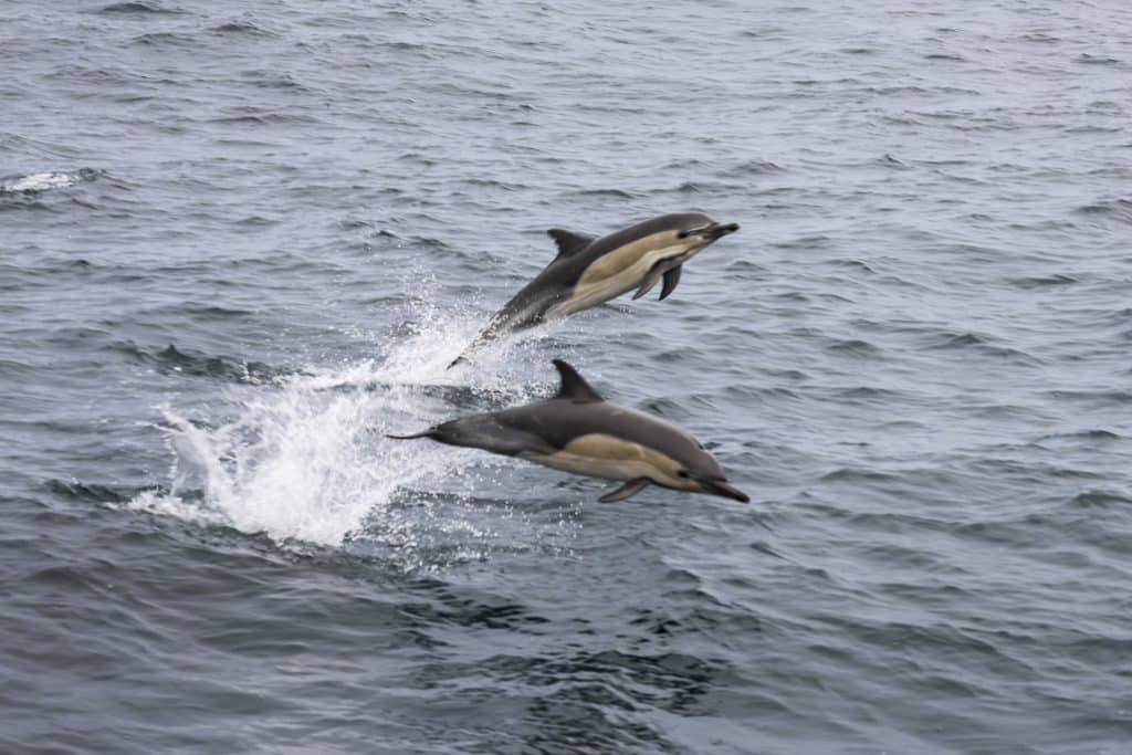 20260317 0K2A5452 | San Diego Whale Watch 24