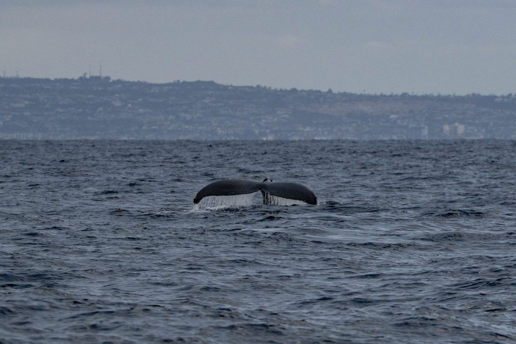 20250418 DSC3282 | San Diego Whale Watch 3
