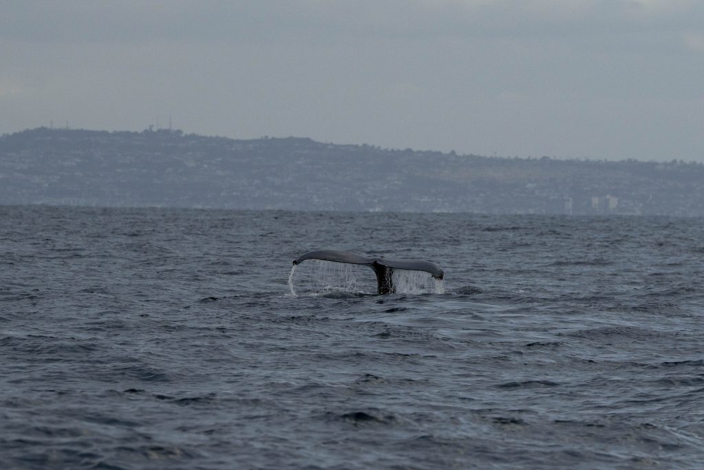 20250418 DSC3283 | San Diego Whale Watch 5