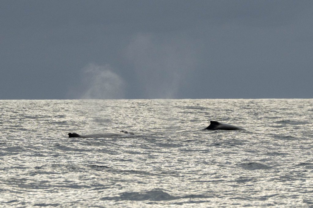 20250418 DSC3308 | San Diego Whale Watch 7