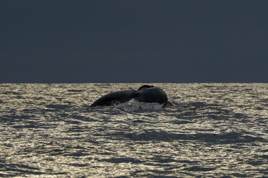 20250418 DSC3329 | San Diego Whale Watch 1