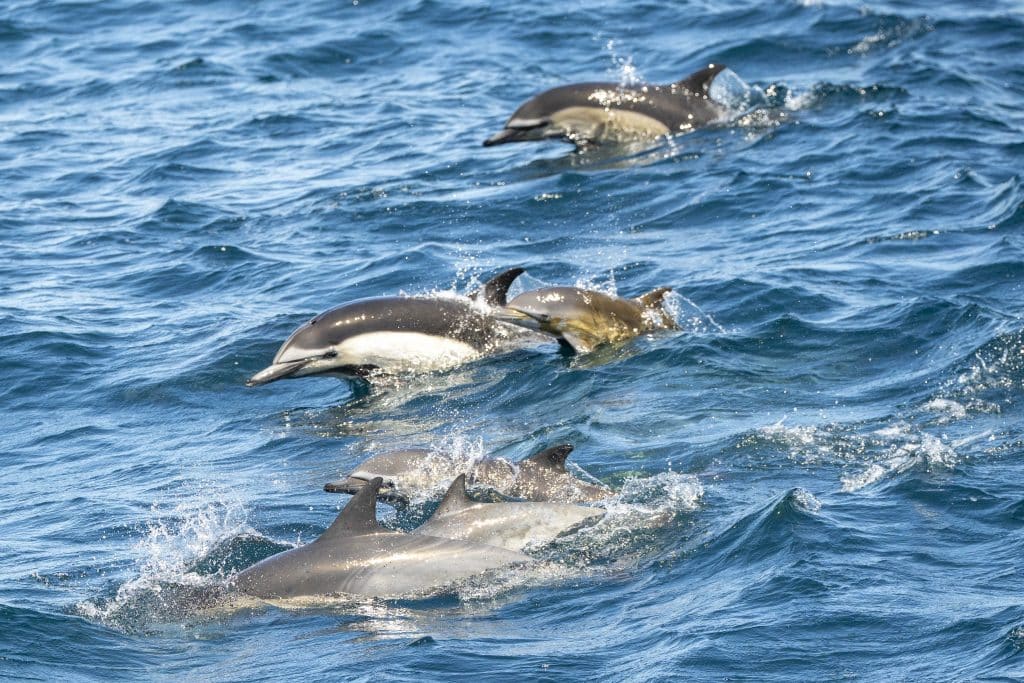 20250419 DSC3724 | San Diego Whale Watch 1